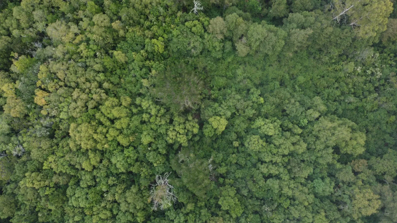Vista aérea del dosel de bosque nativo