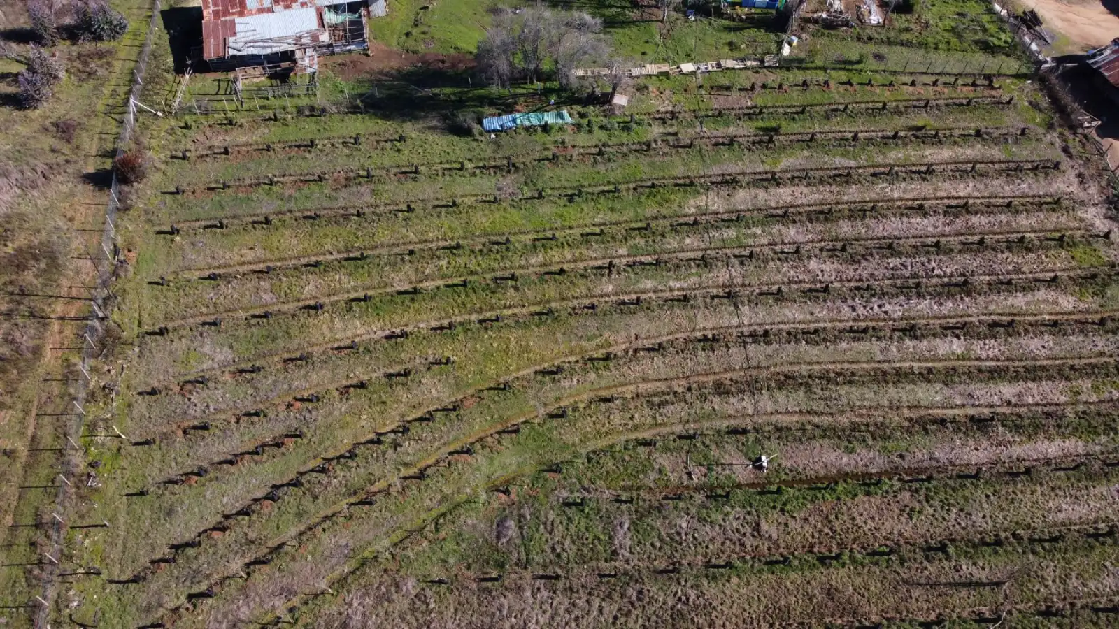 Cartografía de vegetación (COT)